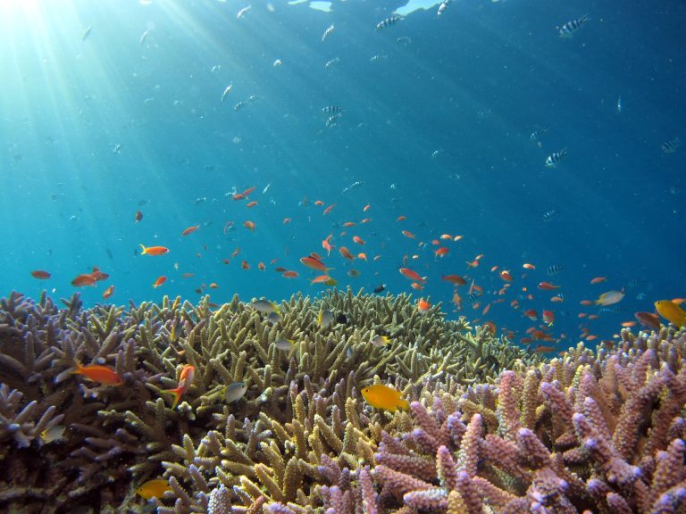 Explore the Wonders of the Underwater World​